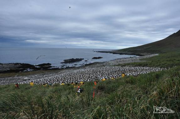 Chegando à colônia de albatrozes em Steeple Jason, no noroeste das Ilhas Malvinas